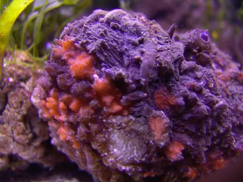 Aquarium de Londres