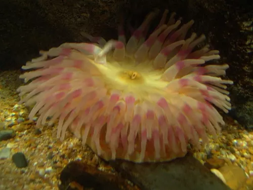 Aquarium de Londres