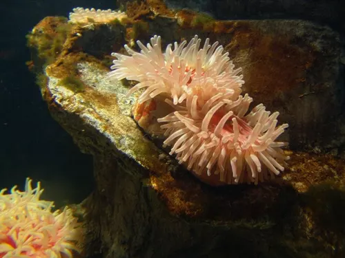 Aquarium de Londres