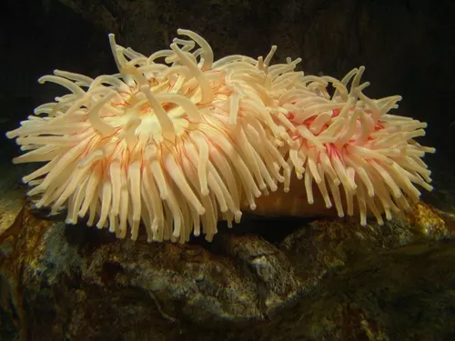 Aquarium de Londres