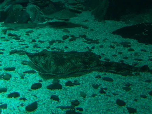 Aquarium de Londres