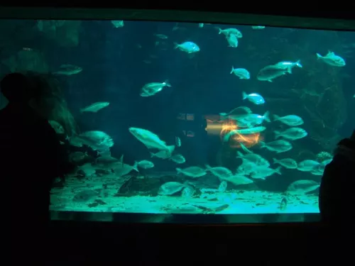 Aquarium de Londres