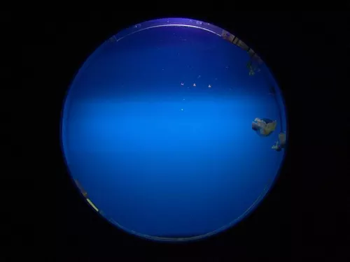 Aquarium de Londres