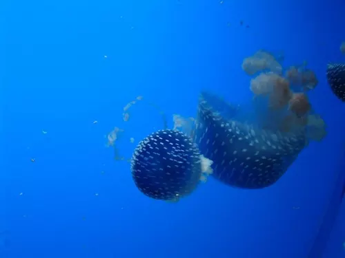 Aquarium de Londres