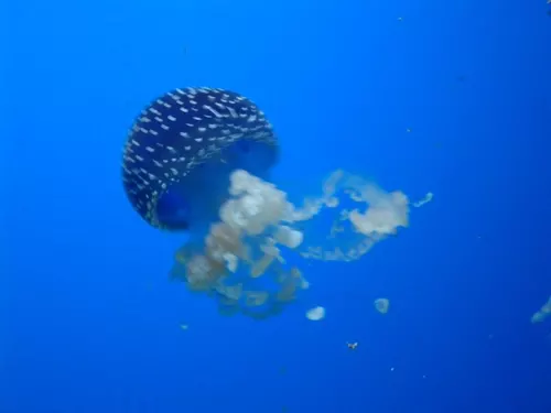Aquarium de Londres