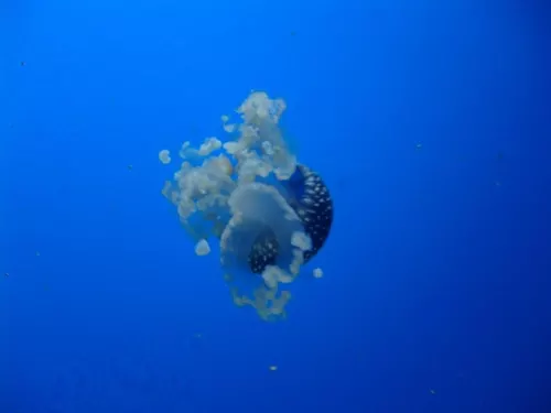 Aquarium de Londres