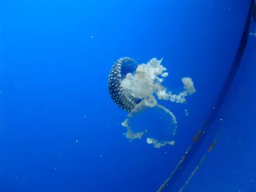 Aquarium de Londres