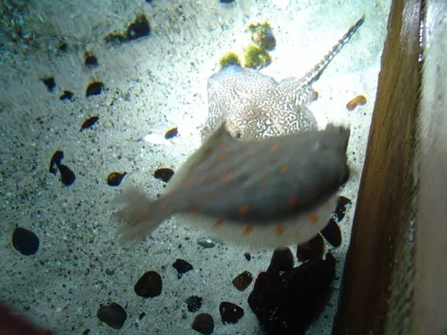 Aquarium de Londres