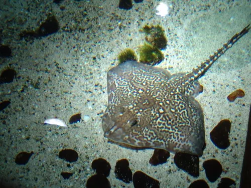 Aquarium de Londres