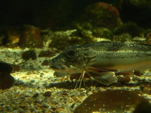 Aquarium de Londres