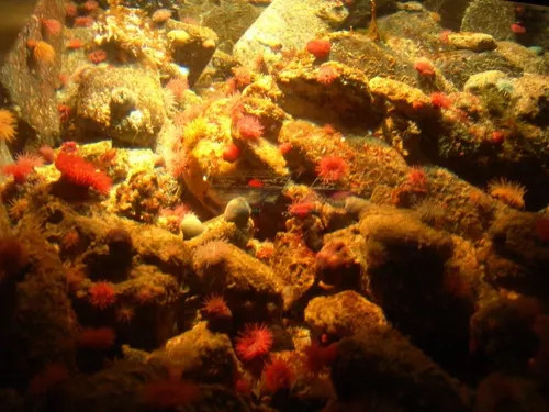 Aquarium de Londres