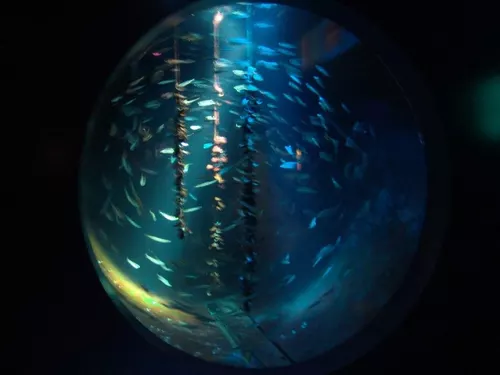 Aquarium de Londres