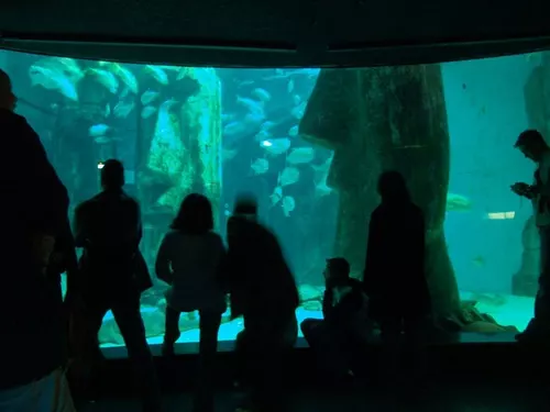 Aquarium de Londres