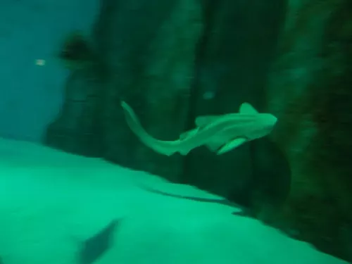 Aquarium de Londres