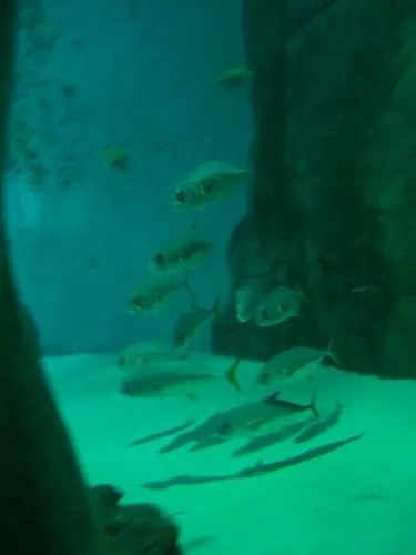 Aquarium de Londres