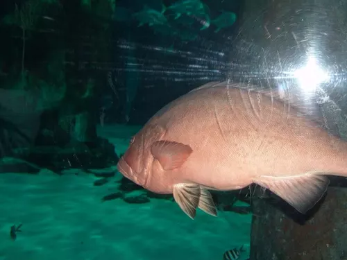 Aquarium de Londres