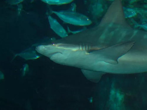 Aquarium de Londres