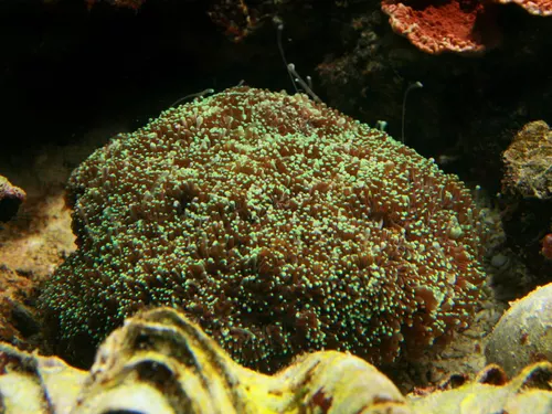 Euphyllia Glabrescens