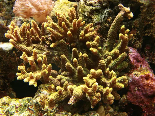 Acropora