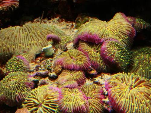 Fungia Granulosa