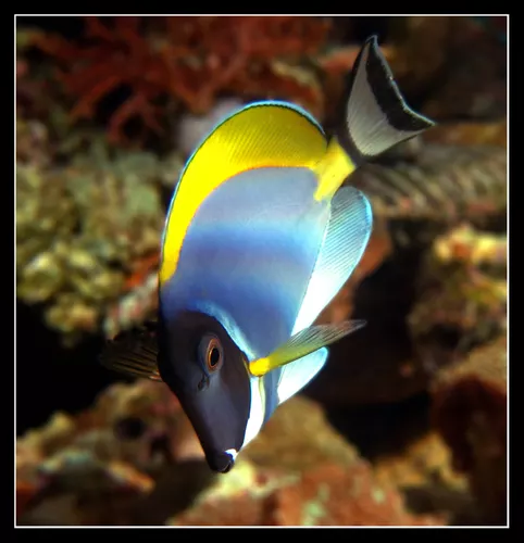 Acanthurus Leucosternon