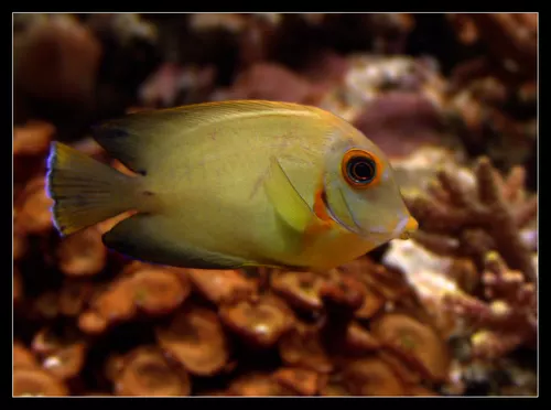 Acanthurus Pyroferus