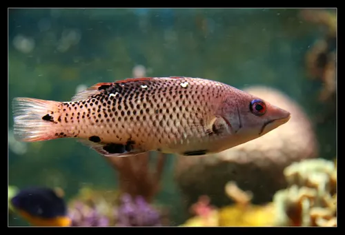 Bodianus Diana 2
