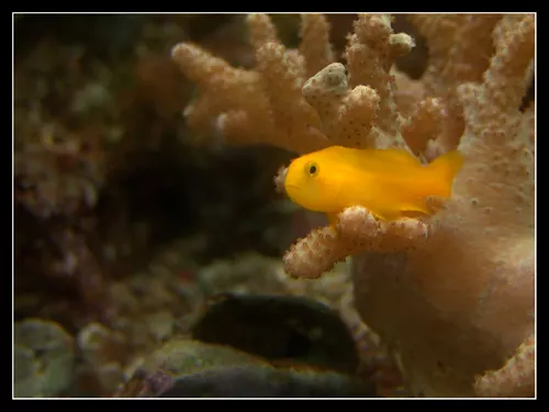 Gobiodon Okinawae 1