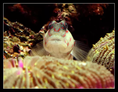 Cryptocentrus Leptocephalus 2
