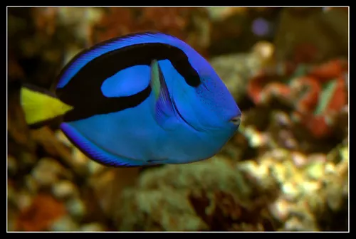 Paracanthurus Hepathus