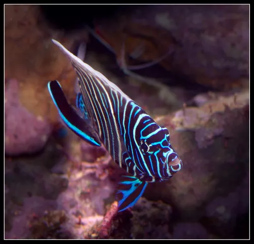 Pomacanthus Imperator - Labroid Dimidiatus  2