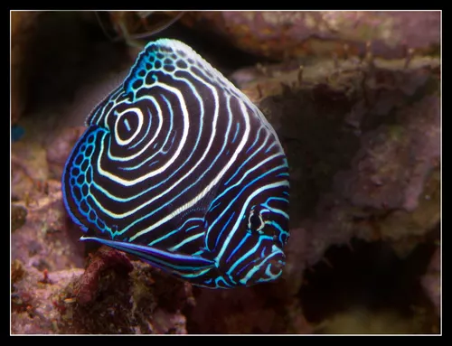 Pomacanthus Imperator - Labroid Dimidiatus 1