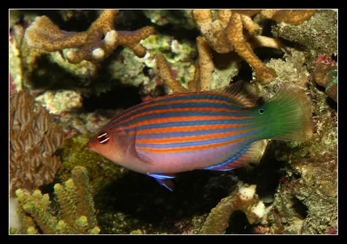 Pseudocheilinus Hexataenia