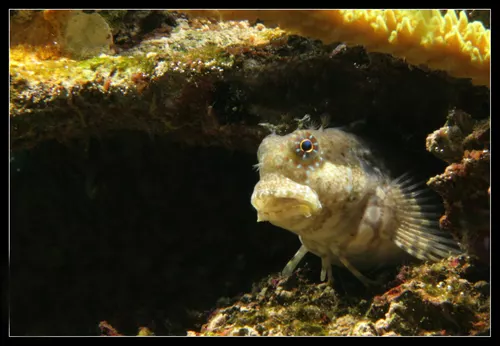 Salarias Fasciatus