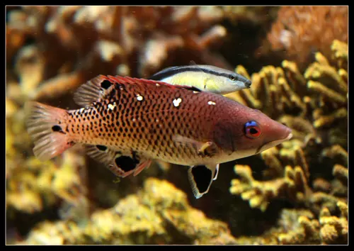 Bodianus Diana - Labroid Dimidiatus