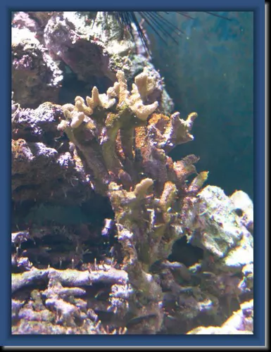 Acropora