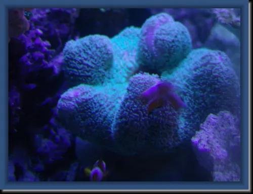 Anemone-Carpet-sous-Bleu