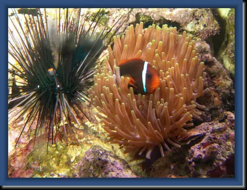 Clown-Anemone-Diademe