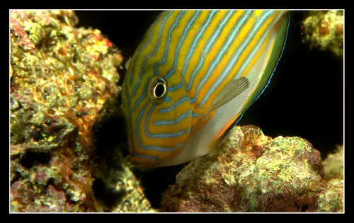 Acanthurus Lineatus