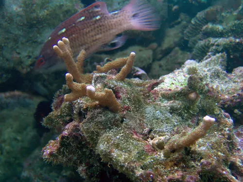 Montipora Digidata