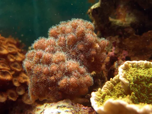 Pocillopora