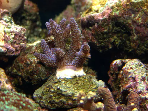 Acropora violet