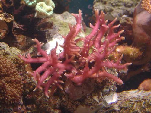 Seriatopora Hystrix Pink