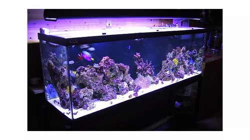 4312Full tank-4