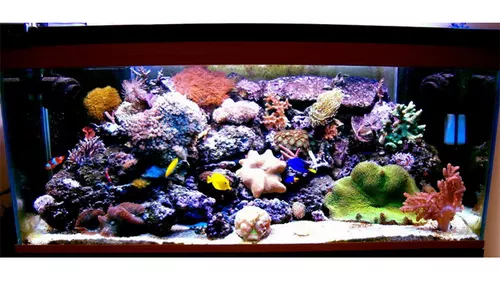 Aquarium