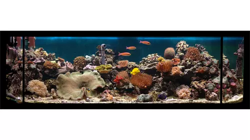 aquarium