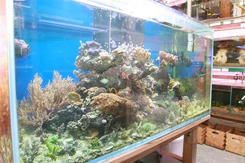Aquari'Home 055
