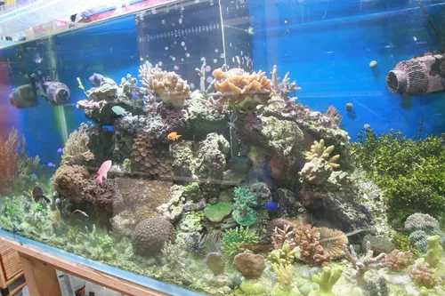 Aquari'Home 061