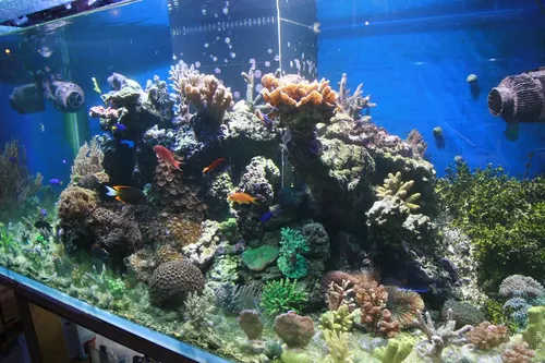 Aquari'Home 062